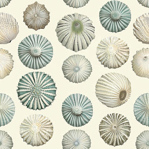 Elegant coastal wallpaper featuring detailed sea urchin shells in ivory, sage, and aqua for modern beach-inspired design.