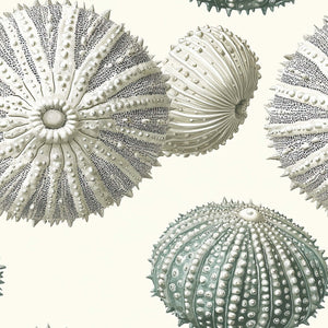 Nautical Luxe wallpaper featuring detailed sea urchin shell designs in coastal neutral and greenish tones for modern beach decor.