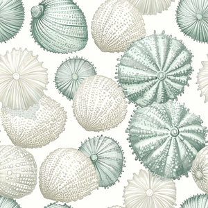 "Ocean Jewels wallpaper showcasing sea urchins and seashells in soft green, cream, blue tones; perfect for coastal design."